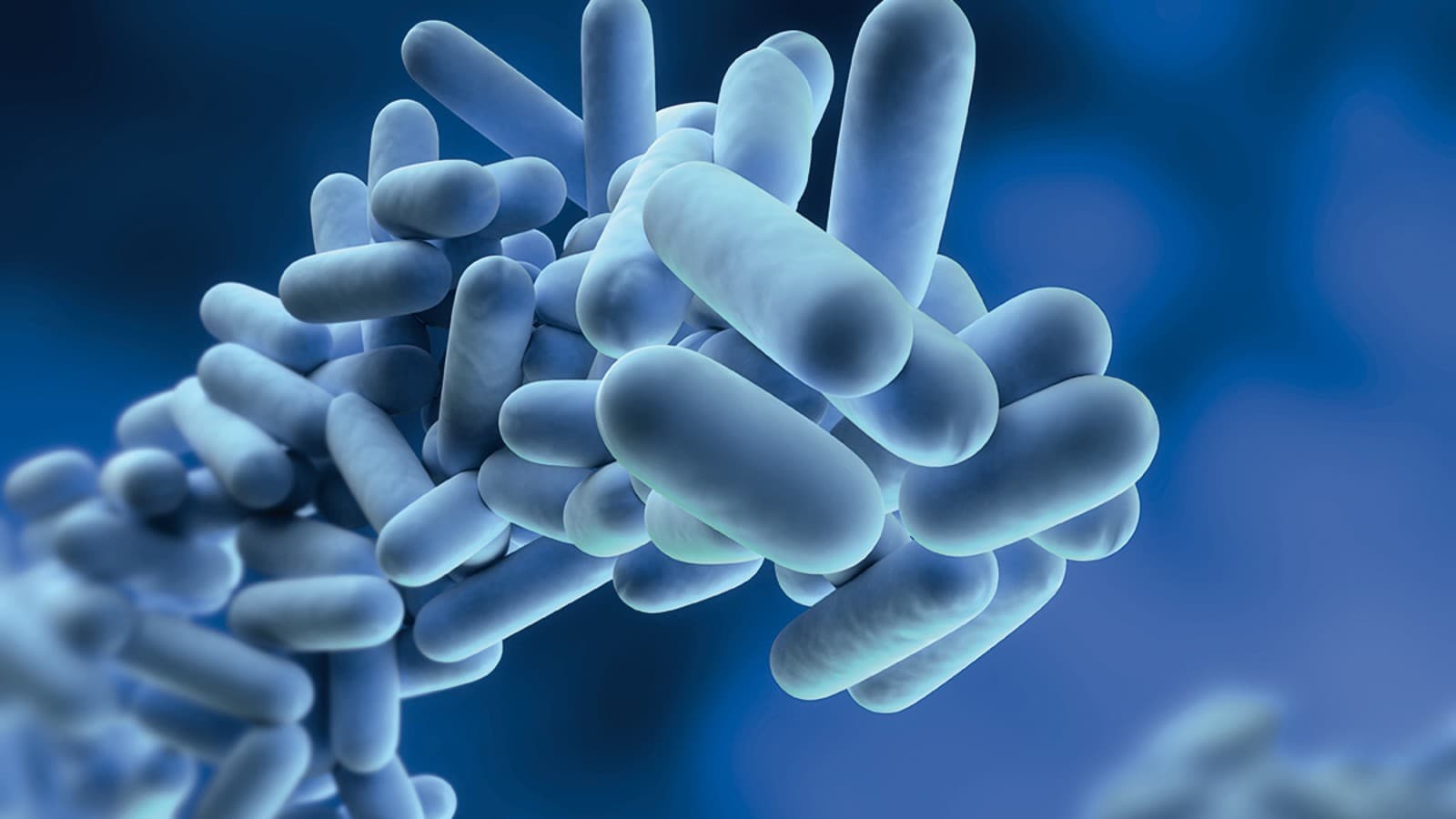 Legionella pneumophila Legionella pneumophila