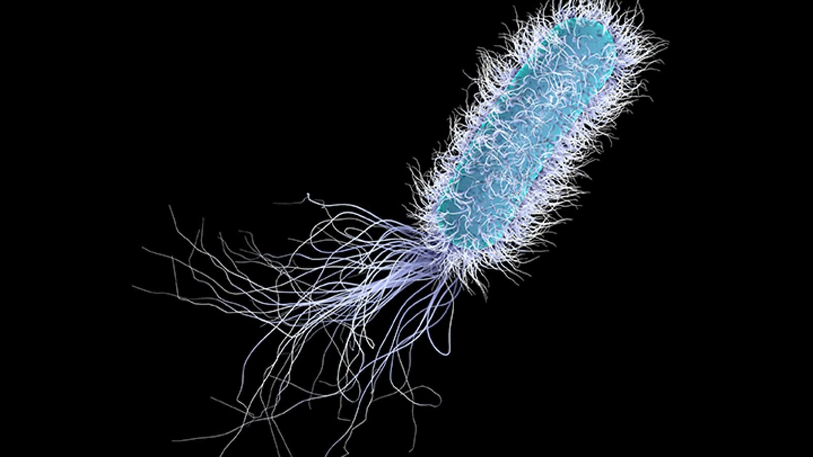 Pseudomonas aeruginosa Pseudomonas aeruginosa